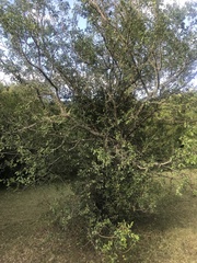 Sebastiania commersoniana