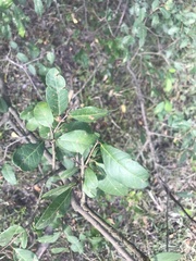 Sebastiania commersoniana