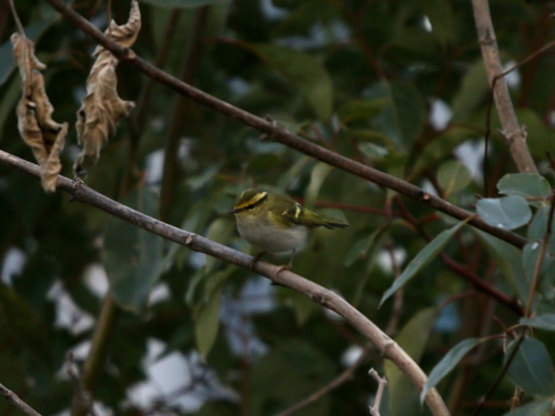 Pallas's Leaf Warbler