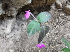 Justicia hintoniorum