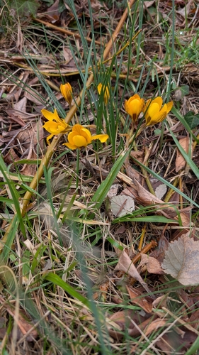 Crocus chrysanthus