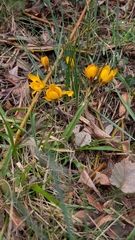 Crocus chrysanthus