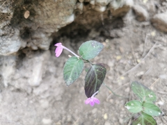 Justicia hintoniorum