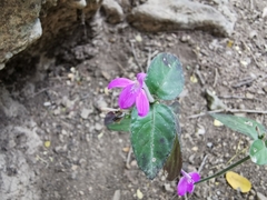 Justicia hintoniorum