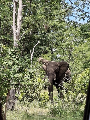 African Savanna Elephant