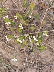 Tetrameriinae
