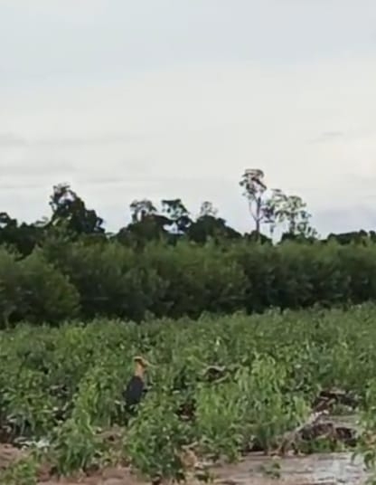 Lesser Adjutant (Leptoptilos javanicus)
