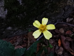 Ranunculus sierrae-orientalis