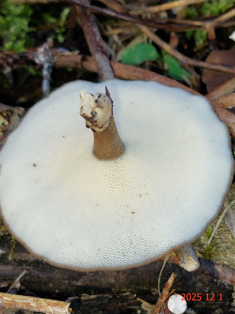 Lentinus brumalis · December 2025 · photo: © toemmoe (iNaturalist, cc-by)