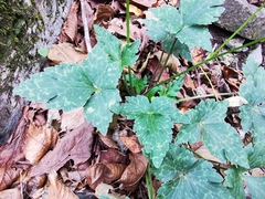 Ranunculus sierrae-orientalis