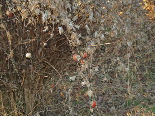 Trichosanthes ovigera iNat (3)