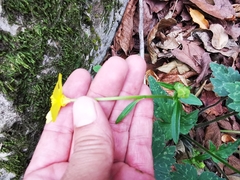 Ranunculus sierrae-orientalis