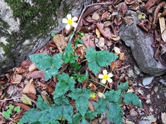 Ranunculus sierrae-orientalis