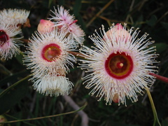 Eucalyptus cosmophylla