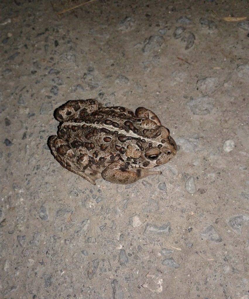 Tree Toad Bc Boreal Toad from Cache Creek, BC V0K, Canada on August 25, 2020 at 03: ...