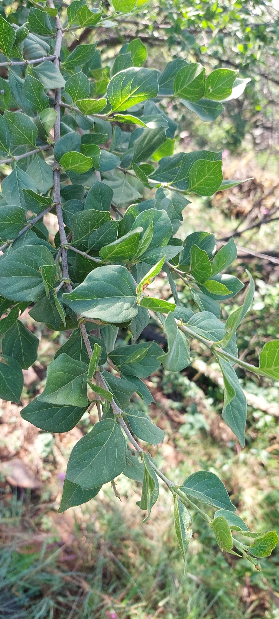 Imagem de Afrocanthium gilfillanii