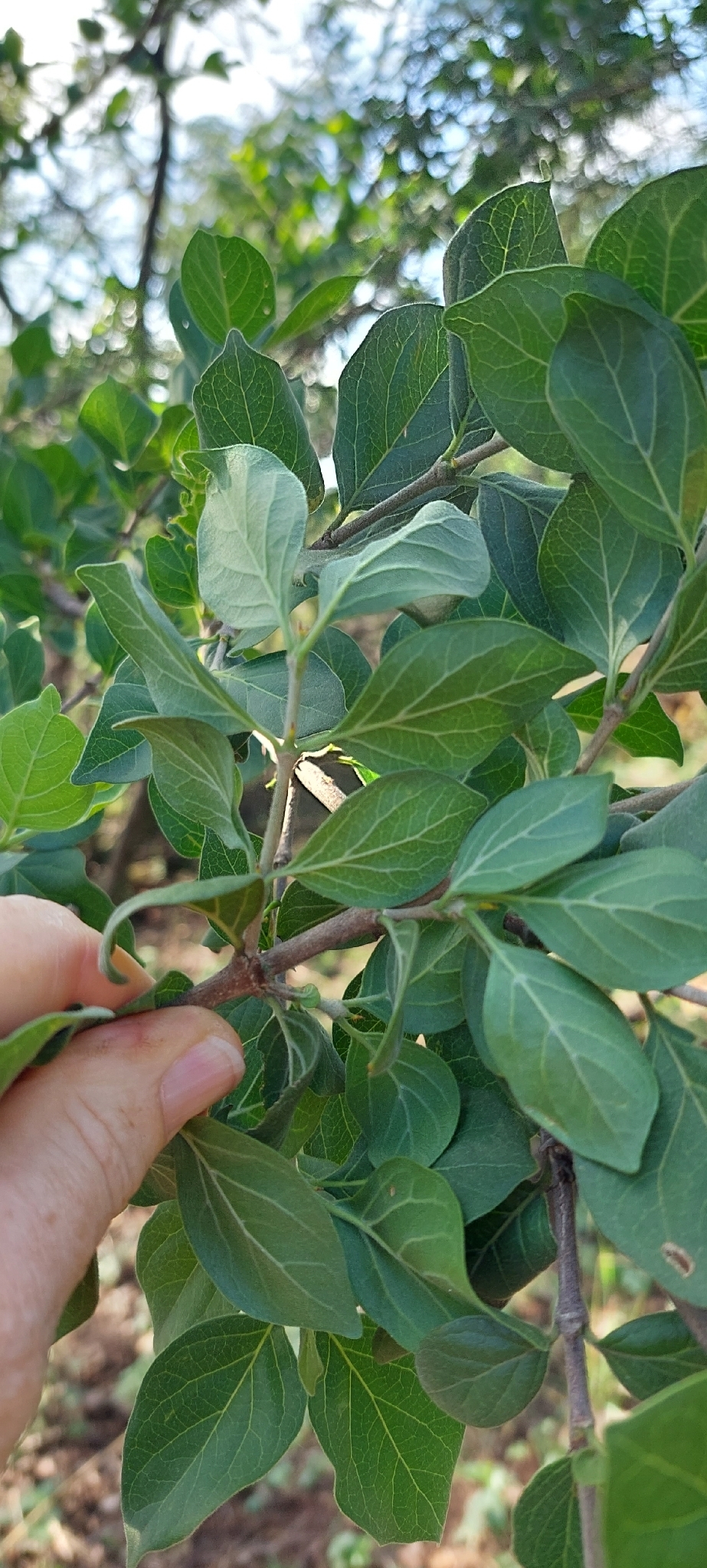 Imagem de Afrocanthium gilfillanii