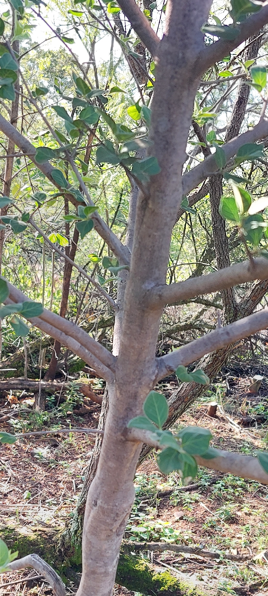 Imagem de Afrocanthium gilfillanii