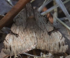 Drasteria ochracea