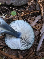 Entoloma subcarneum