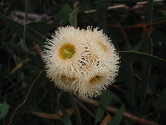 Eucalyptus cosmophylla