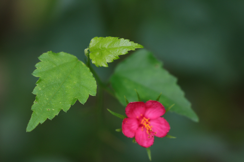 Brazilian rosemallow (Hibiscus phoeniceus)