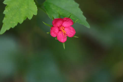 Hibiscus phoeniceus, photograph 5