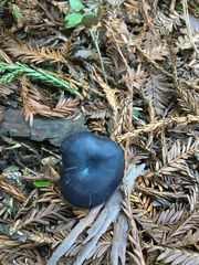 Entoloma subcarneum