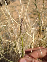 Hilaria rigida
