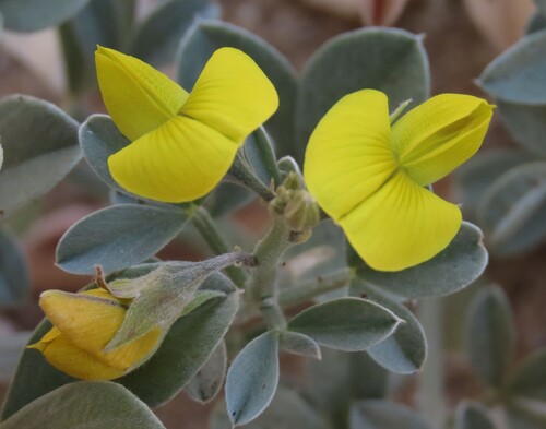Namib Rattlepod (Crotalaria colorata)