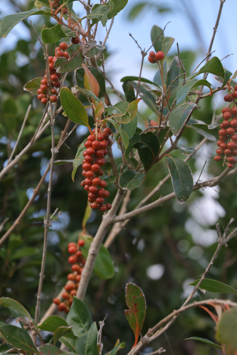 spiny fiddlewood (Citharexylum spinosum)