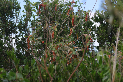 Citharexylum spinosum