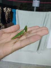 Photiomantis