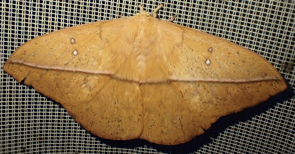 Lonomia camox