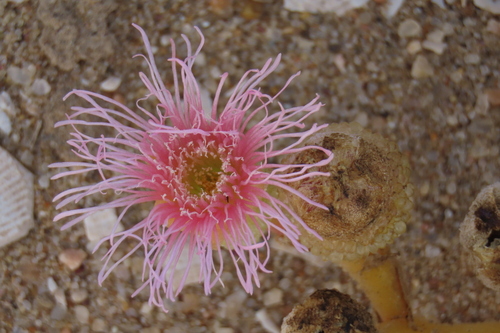 Brakslaai (Mesembryanthemum guerichianum)