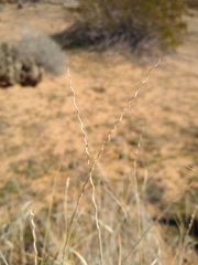 Hilaria rigida