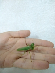 Photiomantis