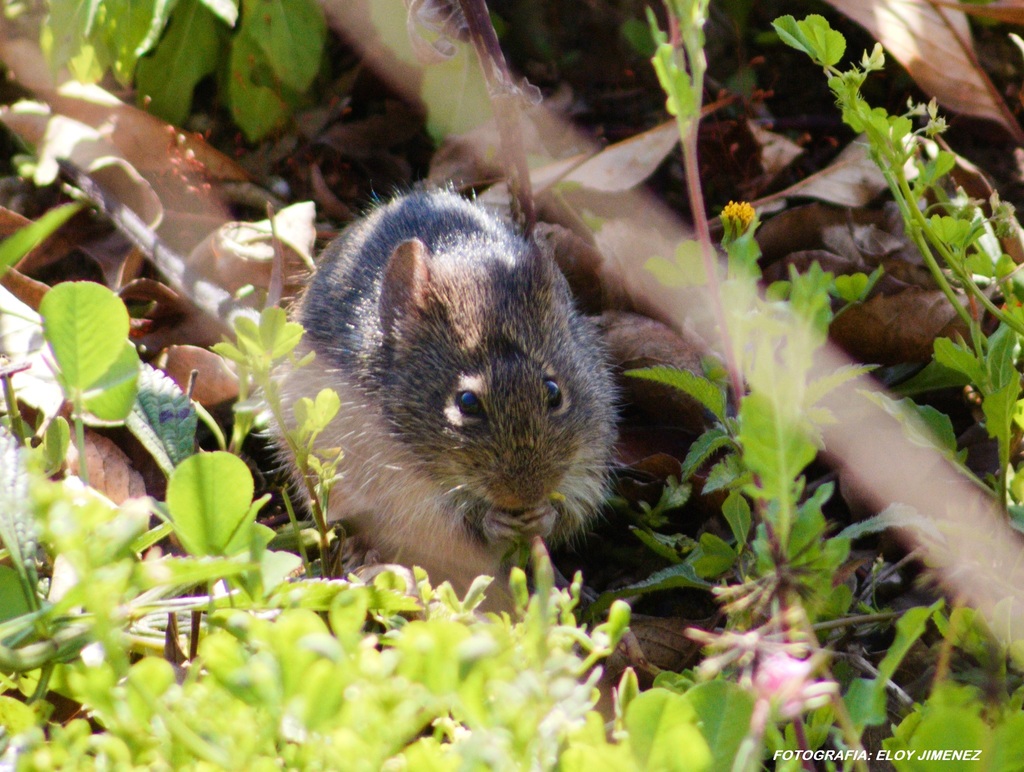 Southern Cotton Rat