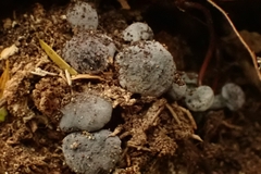 Gerronema waikanaense