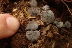 Gerronema waikanaense