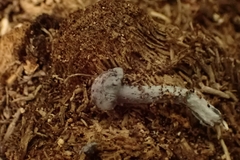 Gerronema waikanaense