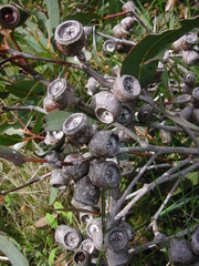 Eucalyptus cosmophylla