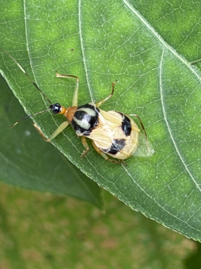 Pirnonota convexicollis