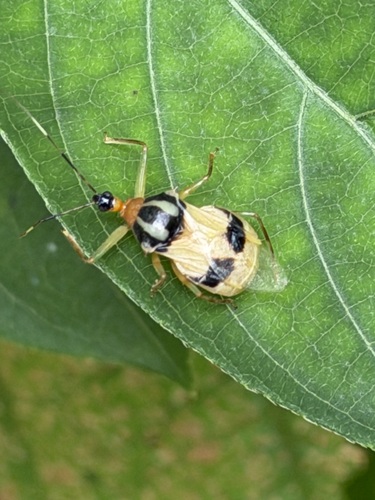 Pirnonota convexicollis