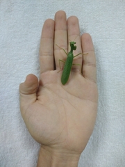 Photiomantis
