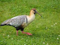 Black-Faced Ibis photo 5