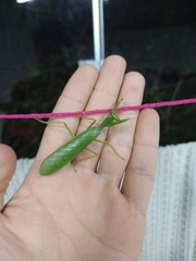 Photiomantis