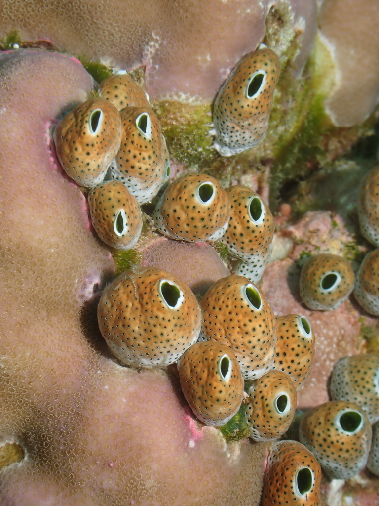 Robust Sea Squirt