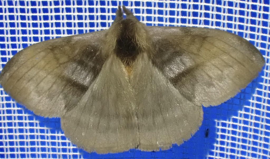 Hylesia haxairei