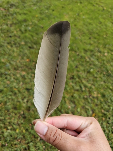 Channel-billed Cuckoo (Scythrops novaehollandiae), photo 5